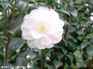 camellia flower/camellia japonica~~~~~30 nice seeds  