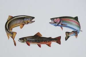 TROUT FISHING DECALS BROOK, BROWN & RAINBOW  