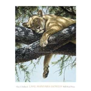  Guy Coheleach   Lake Manyara Lioness Canvas