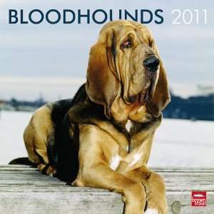  Bloodhounds 2011 Wall Calendar 12 X 12