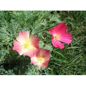    3600 California Poppy Carmine King Seeds Patio, Lawn & Garden