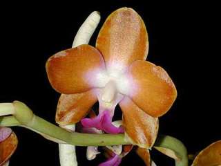 orchids hygrochilus parishii var marriottiana seeds hygrochilus 