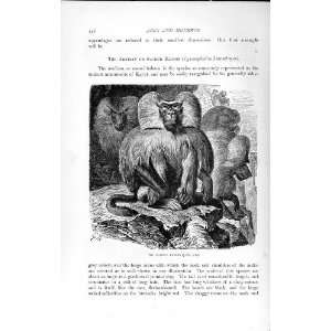  NATURAL HISTORY 1893 94 ARABIAN SACRED BABOON ANIMAL