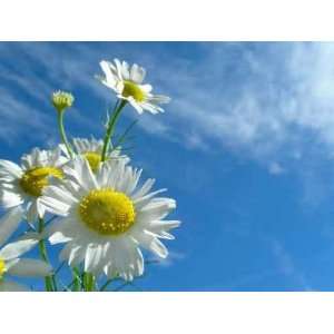  Ox eye Daisy and Sky   Peel and Stick Wall Decal by 