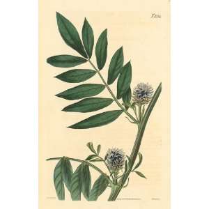 Curtis 1820 Antique Botanical Engraving of the Prickly 