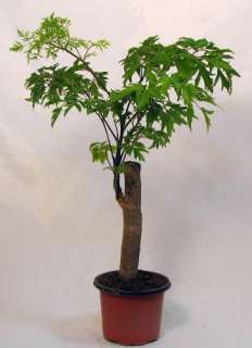 Ming Aralia Pre Bonsai Tree   Polyscias fruticosa   Indoor   Thick 