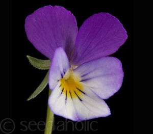 Viola tricolour, Heartsease, Wild Pansy   200 seeds  
