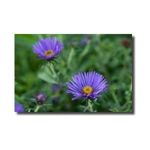  Blue Aster Germantown Maryland Giclee Print