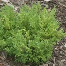 Jacobsen Siberian Cypress   Microbiota   New  