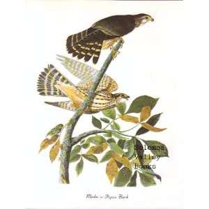  Merlin or Pigeon Hawk (8 1/2 X 11 1/2 Color Print 