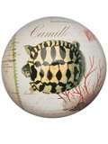 Chehoma Turtle Paperweight   American Rag   farfetch 