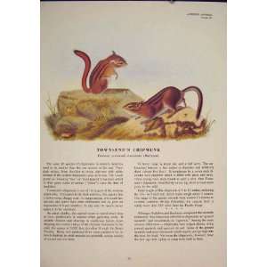  Townsends Chipmunk Rat Rats Rodent Color Antique Print 