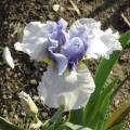 Value Notes this Iris normally sells for around $15.