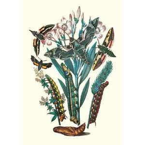  Moths D. Euphorbiae C. Nerri D. Galii 12x18 Giclee on 