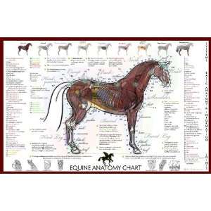 Equine Basic Anatomy Chart  Industrial & Scientific