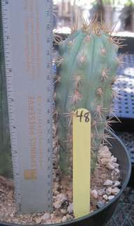 Pseudopilocereus Species Plump Blue Stem Cactus 48  