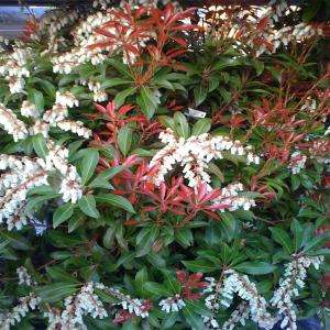 OnlinePlantCenter Mountain Fire Andromeda Shrub P107515 at The Home 