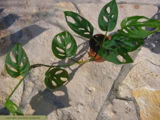 Monstera acuminata, Terrarienpflanze, Fensterbank etc.  