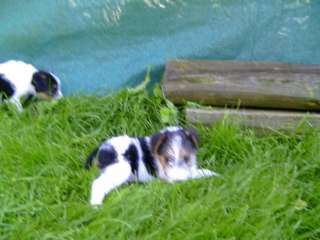 Foxterrier Welpen in Bayern   Weigenheim  Hunde & Zubehör   