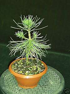 rs Bonsai Pinus nigra Schwarzkiefer 18/1  
