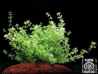 Topf Fittonia argyronauta, weiß Sumpflanze, Terrarium  