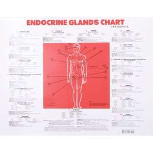    Endocrine Glands Chart (9781570672392) Norman Walker Books