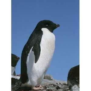  Close Up of an Adelie Penguin, Terre Polari, Petermann 
