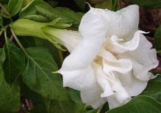 GIANT FLOWERS WHITE ANGEL TRUMPETS*25 seeds*rare#1076  