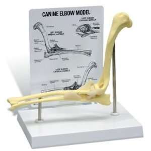  Canine/Dog Elbow Joint Anatomy/Anatomical Model #9070 