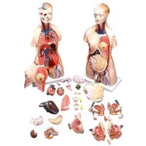 Budget Functional Francis Human Anatomy Torso Model  