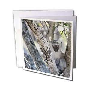 Safari Animals   South African Vervet Monkey in tree   Greeting Cards 