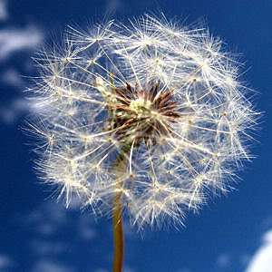 also called Dandelion, Priests Crown, Swines Snout, Pissabed 