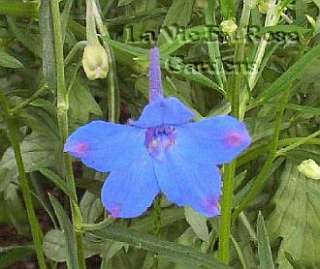 Dwarf Delphinium GENTIAN BLUE Perennial SEEDS  