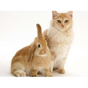  Red Silver Turkish Angora Cat with Sandy Lop Rabbit 