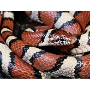 Extreme Close up of a Milk Snake in the Dry Season National Geographic 