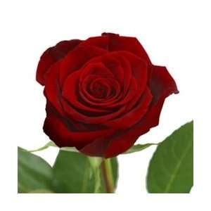  Black Magic Red Rose 20 Long   100 Stems (VERY POPULAR 