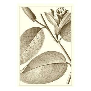  Cropped Sepia Botanical II Premium Giclee Poster Print by 