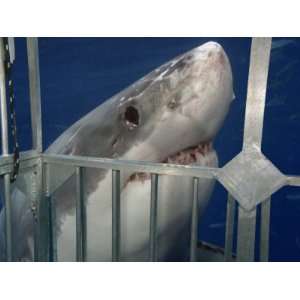 Great White Shark Investigating a Shark Cage (Carcharodon Carcharias 