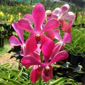 SA01 Orchid Plant Aranda Broga Giant Grocery & Gourmet Food