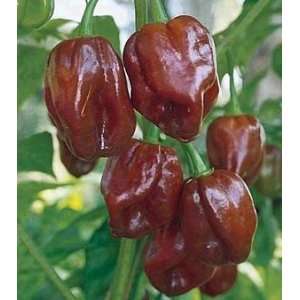  Jamaican Hot Chocolate Habenero Pepper 15 Seeds Patio 
