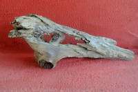 ANCIENT LAYING CYPRESS TREE SIDE DRIFTWOOD #2562  