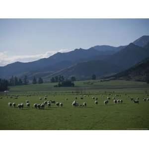  Sheep Grazing on Farm National Geographic Collection 