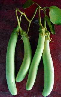 Raveena Light Green Eggplant 20 Seeds  