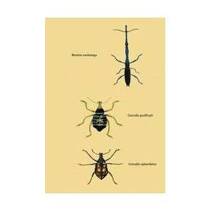   Anchorago Curculio Geoffroyii et al #2 24x36 Giclee