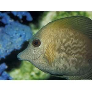 Close Up of Scopus Brown Tang Fish Head Eye Fin Profile, Coral Behind 