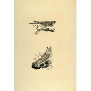   Kestrel Birds Thomas Bewick   Original Lithograph