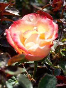   Pat #11,517 Rose 1 Gal. Bush Plants Shrub Plant Beautiful Roses Now