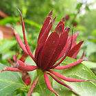 CAROLINA ALLSPICE Calycanthus floridus 10 seeds