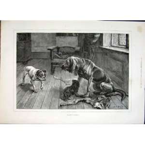  Sanctuary Dadd Dog Dogs Hound Old Print 1883 Antique