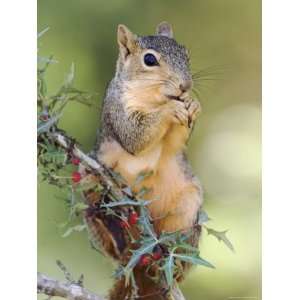  Eastern Fox Squirrel Eating Berries, Uvalde County, Hill 